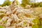 Fluffy cute plant in autumn  in the field