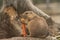 Fluffy cute Prairie dog (Cynomys) eating a carrot at a zoo cage during the daytime