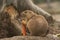 Fluffy cute Prairie dog (Cynomys) eating a carrot at a zoo cage during the daytime