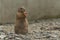 Fluffy cute Prairie dog (Cynomys) eating a carrot at a zoo cage during the daytime