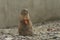 Fluffy cute Prairie dog (Cynomys) eating a carrot at a zoo cage during the daytime