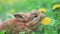 Fluffy cute rabbit eating dandelion flowers