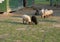 Fluffy cute sheep grazing infront of wooden farm house cote stable, in countryside with puddle grass, tree and forest