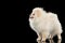 Fluffy Cute White Pomeranian Spitz Dog Standing isolated on Black
