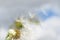 A fluffy dandelion against a clear blue sky in summer sunlight
