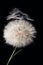 Fluffy Dandelion on a black background