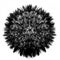 Fluffy dandelion black and white brush making flower isolated on background macro