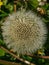 Fluffy dandelion blow ball flowering