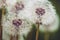 Fluffy dandelion blowballs in summer