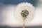 Fluffy dandelion, bokeh