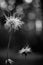 Fluffy dandelion. Bokeh background