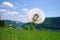 fluffy dandelion dispersing in a gentle breeze