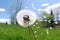 fluffy dandelion dispersing in a gentle breeze