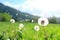 fluffy dandelion dispersing in a gentle breeze