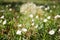 Fluffy dandelion flower and birch bindweed plant grow in the sunny garden