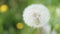 Fluffy dandelion flower at green background