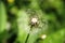 fluffy dandelion flower head, blurred background. Spring weed and flowers