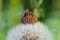 Fluffy dandelion flower with little seed blowing out from the bud in the garden macro