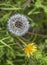 Fluffy dandelion flower with mature seeds closeup