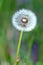 Fluffy dandelion flower with ripe seeds in a green grass field as background on summer sunny day closeup