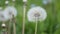 Fluffy dandelion flower seed heads swaying in the wind on the meadow