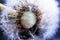 fluffy dandelion flowers with light small seeds on blue sky background