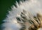 Fluffy dandelion fluff and dew drops, blurred details, close up