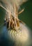 Fluffy dandelion fluff and dew drops, blurred details, close up