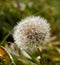 Fluffy dandelion on green