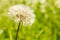 Fluffy dandelion on green background