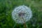 A fluffy dandelion on a green city lawn. A large single dandelion on the bon, closeup in grass. Flower background for
