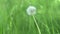 Fluffy dandelion head in green grass