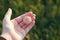 Fluffy dandelion head in woman hand on sunset. Selective focus, film effect and author processing.