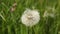 Fluffy dandelion with seeds with