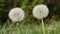 Fluffy dandelion with seeds