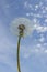 Fluffy dandelion seeds against the blue sky. Air dandelion, wild flowers ripened seeds