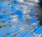 Fluffy dandelion umbrellas in close-up on a blue sky background. Abstraction, background