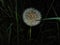 Fluffy dandelions, beautifully round grass seeds and lightning added a dark background of harmony, well-being, peace, growth