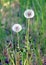 Fluffy dandelions flower with ripe seeds in a green grass field as background on summer sunny day