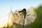 Fluffy dandelions growing on a green meadow