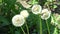 Fluffy dandelions swaying in the wind