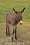 Fluffy Dark Colored Baby Burro Standing in a Field