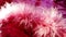 Fluffy decorative pink or purple fluff and feathers for boa