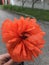 Fluffy decorative scarlet poppy