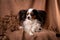 Fluffy dog breed papillon on brown drape