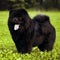 Fluffy dog breeds Chow Chow black walks in the summer.