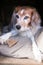 Fluffy dog in kennel with dog biscuit