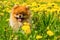 Fluffy Dog Pomeranian Spitz Sitting in a Spring Park in Surround