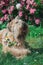 Fluffy Dog of the wheaten terrier breed in a wreath of bright flowers in a green clearing.