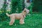 Fluffy Dog of the wheaten terrier breed in a wreath of bright flowers in a green clearing.